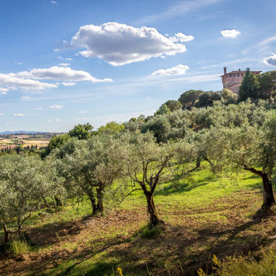 Pot de réserve d'huile d'olive extra vierge 'Montalcino Rouge'