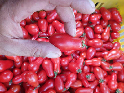 Pomodorino di Corbara Passata : La perfection de la Passata de tomates Corbara